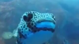 This Diver's Underwater Adventure Took A Sweet Turn, Thanks To This 'Curious' Puffer Fish - Vimarsana News