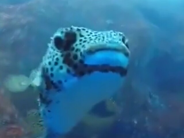 This Diver's Underwater Adventure Took A Sweet Turn, Thanks To This ...