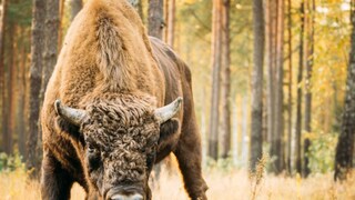 Can A Herd Of 170 Bison Offset CO2 Emission By 2 Million Cars? Study Claims So - Vimarsana News