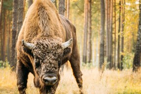 Can A Herd Of 170 Bison Offset CO2 Emission By 2 Million Cars? Study Claims So