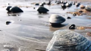 US Woman Faces Rs 73 Lakh Penalty After Kids Collected Clams Thinking They Were Seashells - Vimarsana News