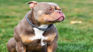 UK Woman Mauled To Death By Her Pet XL Bully Dogs Inside Her Own Home - Vimarsana News