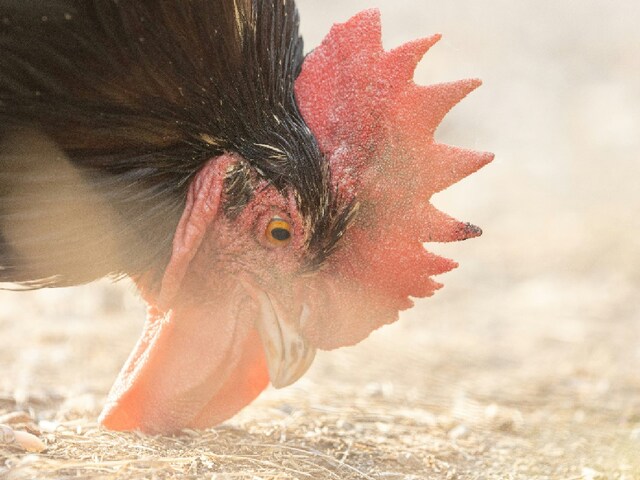 The threat of avian flu for people has become a priority for health officials and learning how the virus is moving from species to species. (Image: Unsplash)