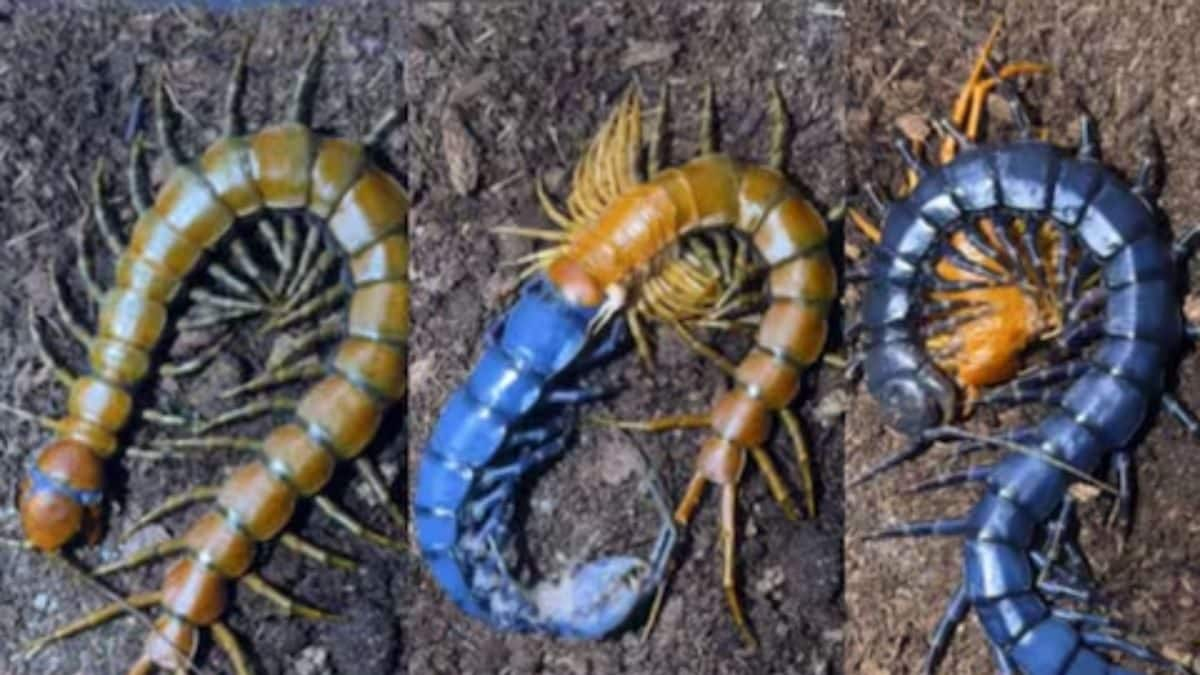 Video Of Centipede Changing Its Colour From Black To Blue Leaves ...