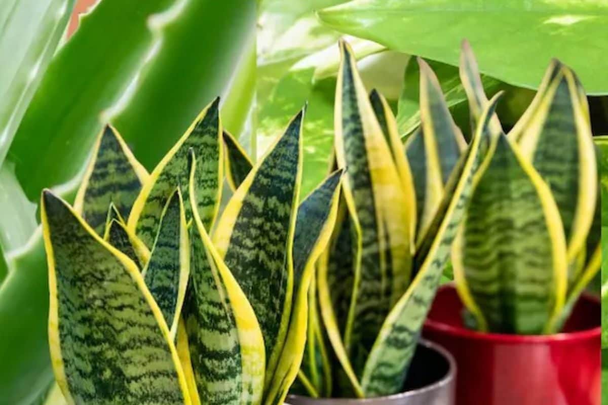 3 Low-maintenance Indoor Plants Suitable For Your Home