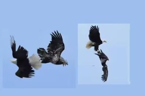 Eagles' Amazing Mid-air Acrobatics Leaves Internet Stunned