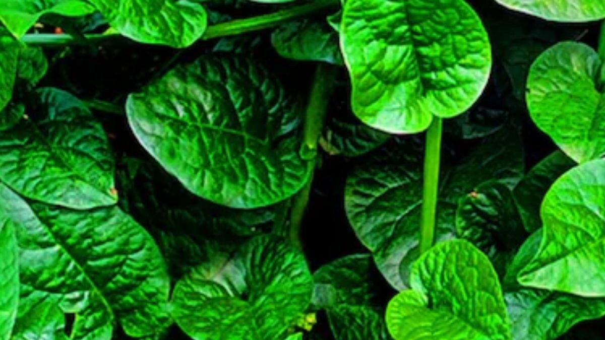 Strengthening Bones To Improving Gut, Health Benefits Of Malabar Spinach