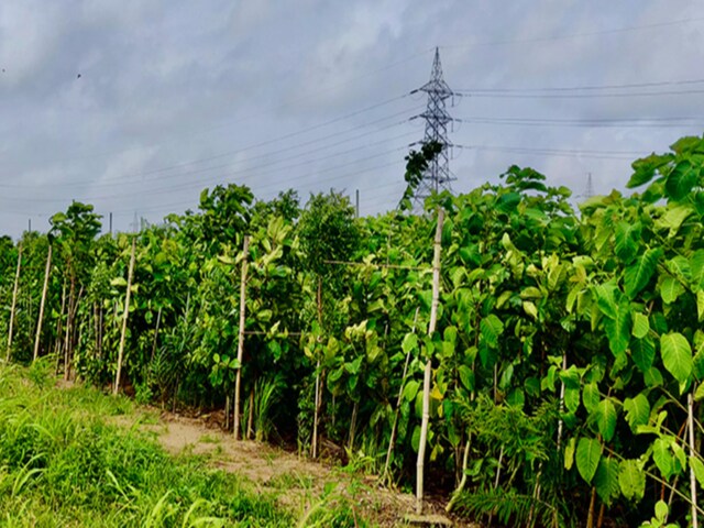 Miyawaki plantation, also known as the Miyawaki method, is a unique Japanese approach to ecological restoration and afforestation development. This method aims to create dense, native, and biodiverse forests in a short period of time. File image/Green Yatra