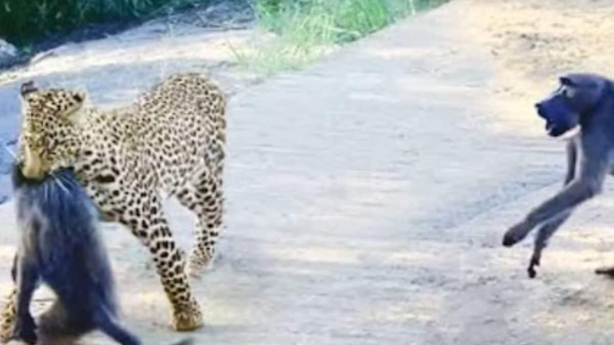 Viral Video Shows Leopard's Ambush And Baboon's Brave Response | Viral ...