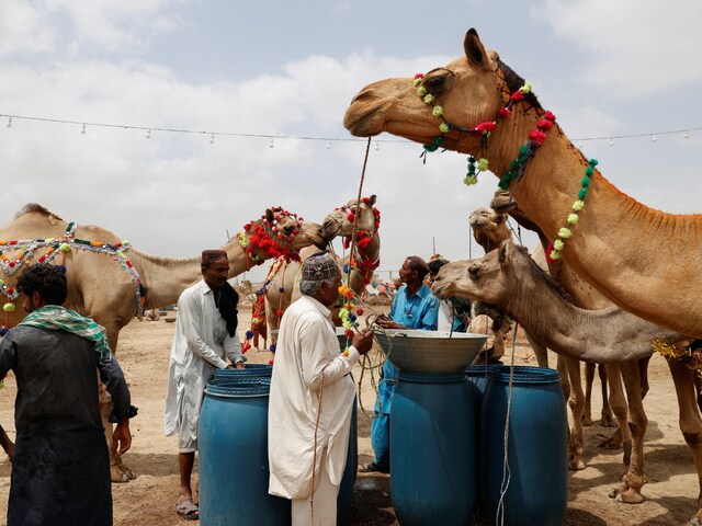 Pakistan: Six Held For Chopping Off Camel's Leg, Who Will Now Receive A ...