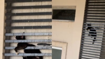 Watch: Dramatic Rescue Of Cat Stuck In Grill Of 20-storey Building In ...