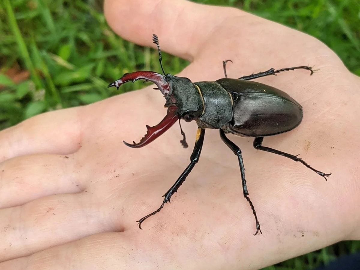 Stag beetle price discount