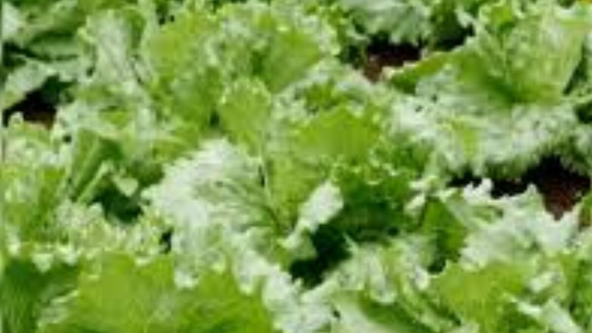 Farmers In Tamil Nadu’s Nilgiris Adopt Iceberg Lettuce Cultivation