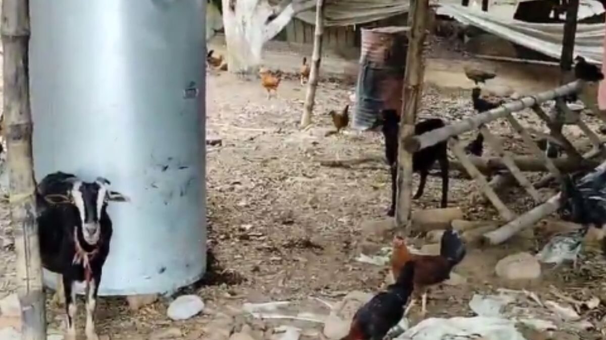 How Bihar’s Agnesish Murmu Found Success In Desi Poultry And Goat Farming