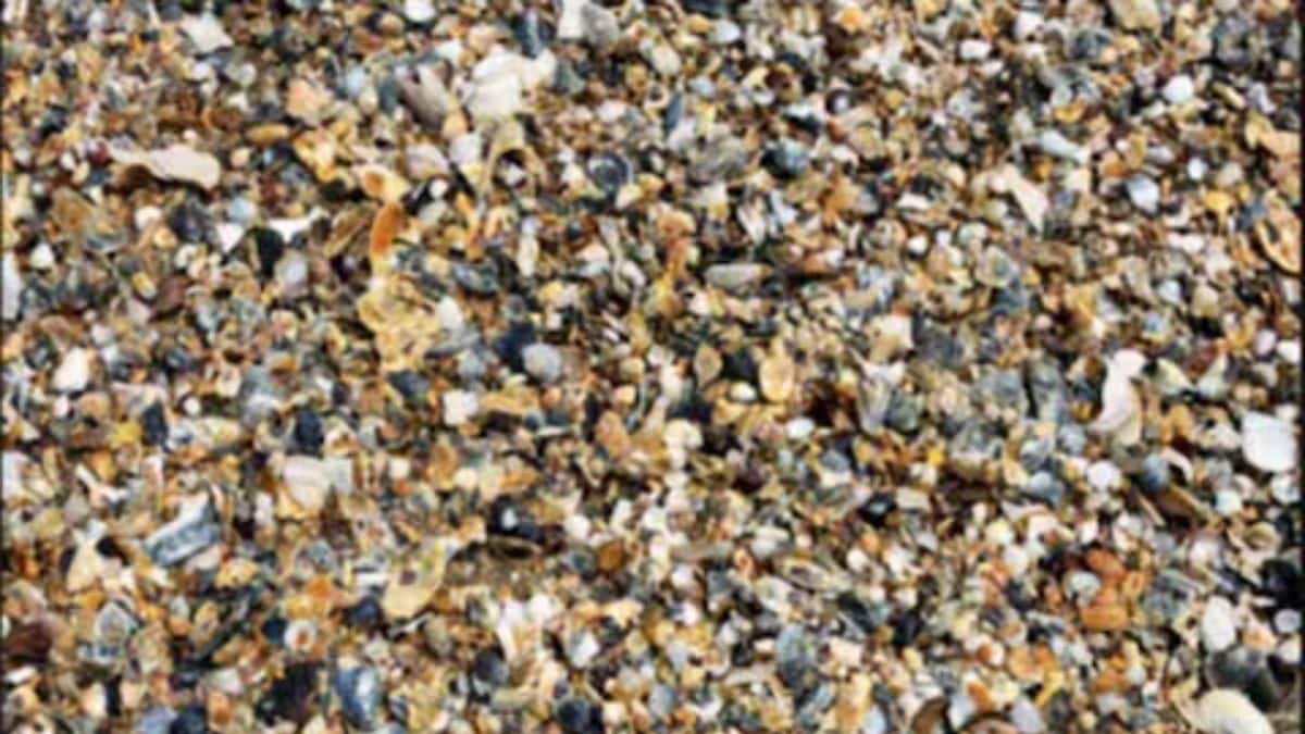 Spoot Shell Spot The Ring Among The Sea Shells. Take As Much Time As Want | Viral ...