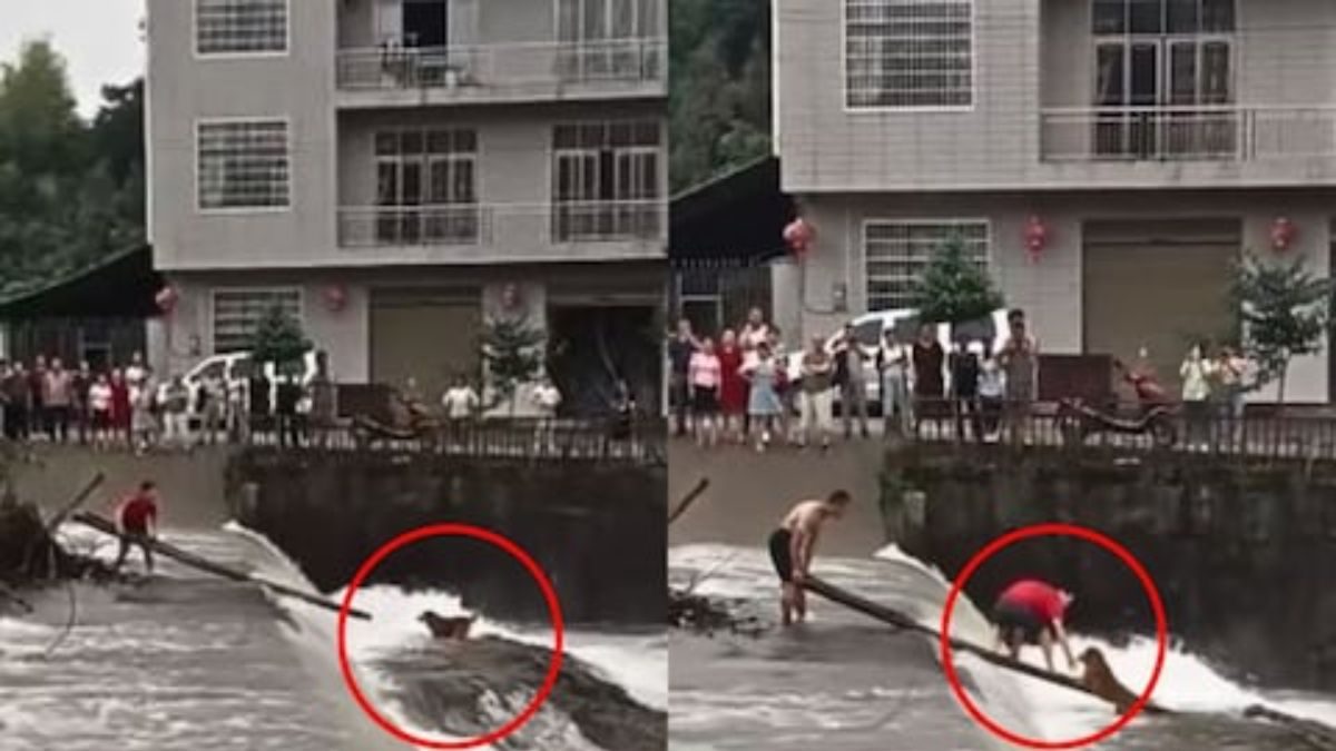 Watch: Two Men Save Dog From Flood Water Using Ladder | Viral News - News18
