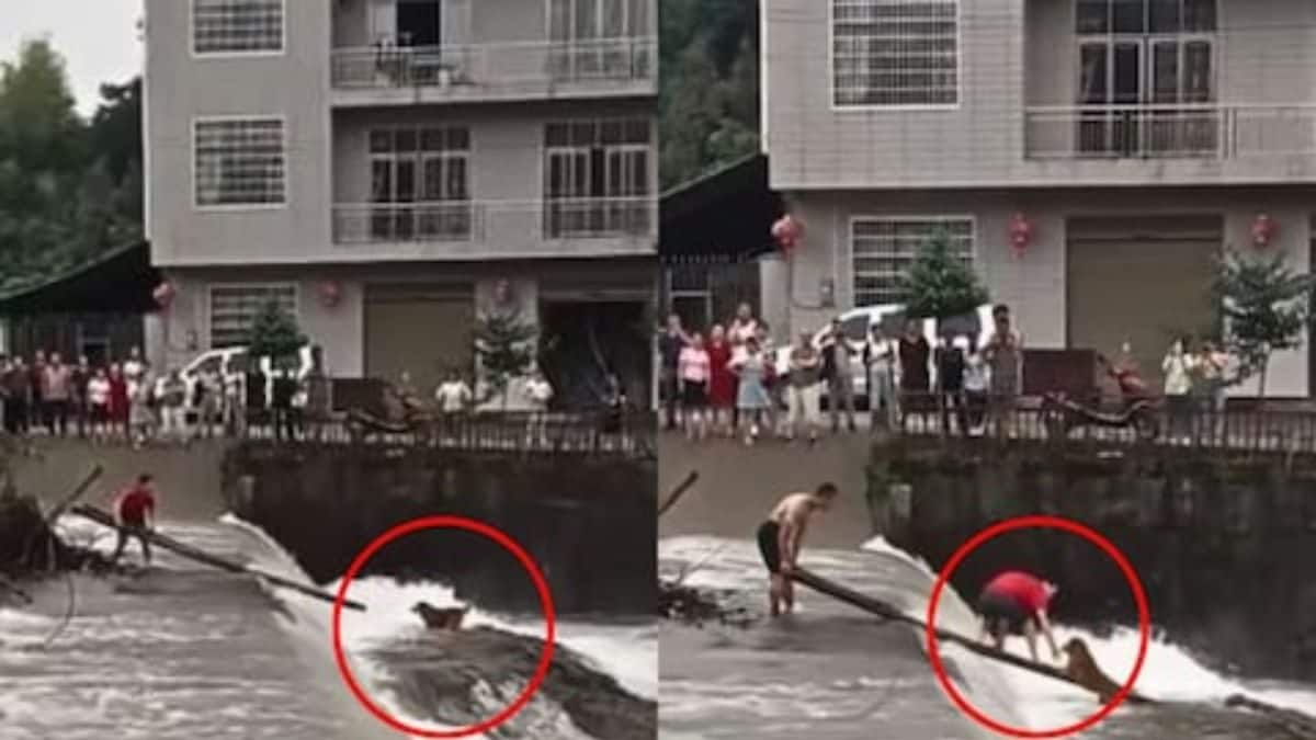 Watch: Two Men Save Dog From Flood Water Using Ladder