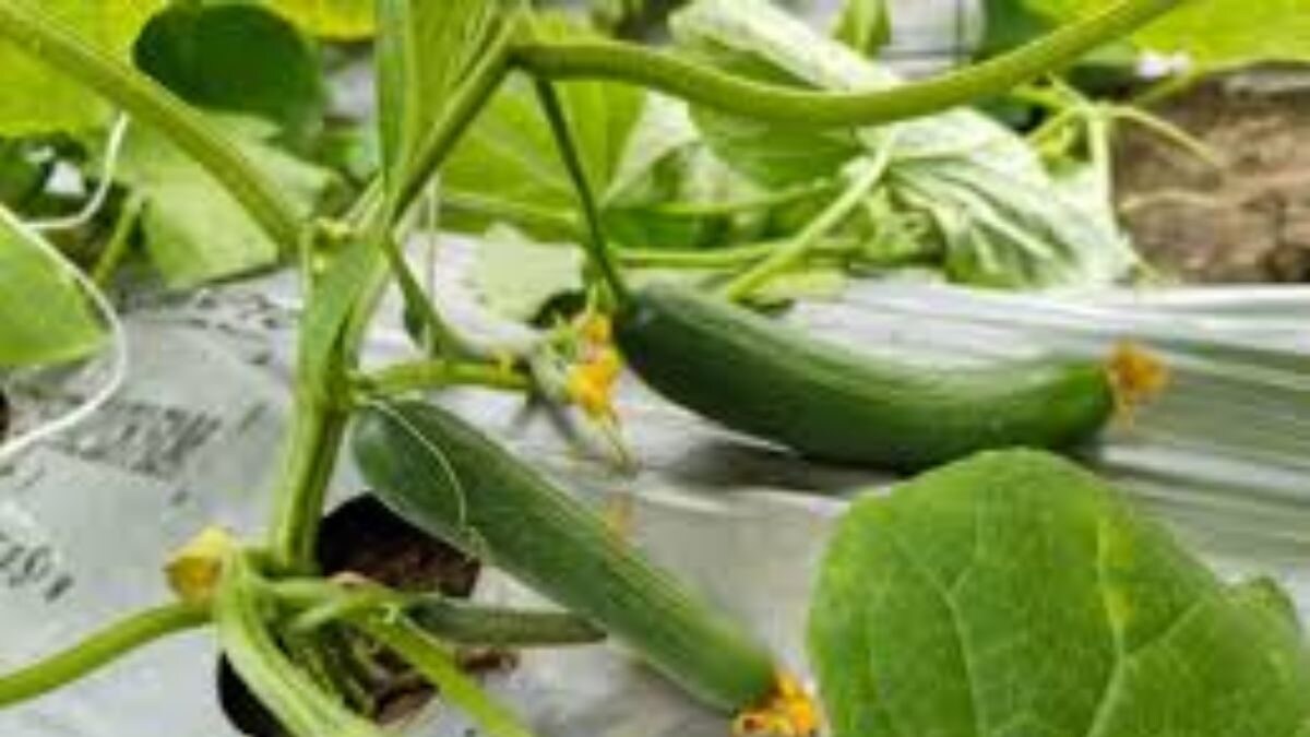 Karnataka Farmer's Unconventional Cultivation Of English Cucumbers