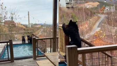Watch: Bear Cubs Take A Dip In A Hotel Swimming Pool | Viral News - News18