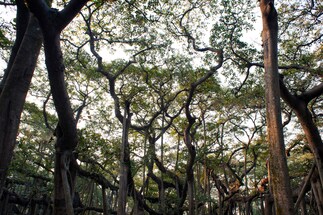 Project One Tree: From Meghalaya to Bengaluru, These are India's Most Famous Trees