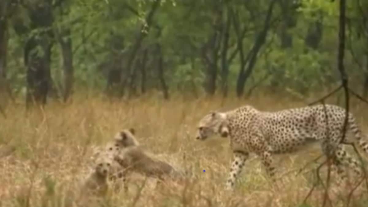 Cheetah Gamini Enjoys Rain With Her Cubs At Kuno National Park, Adorable Video Goes Viral – News18 Cheetah Gamini Enjoys Rain With Her Cubs At Kuno National Park, Adorable Video Goes Viral – News18