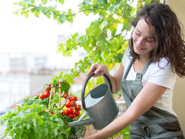 Transform your balcony, terrace, or garden into a green oasis and say goodbye to adulterated food for good
