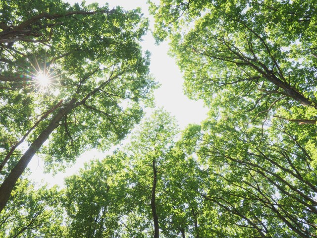 Trees are bustling communities in themselves, hosting a diverse array of life, from birds nesting on their branches to insects crawling on their bark. (Getty Images)