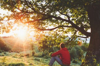 Project One Tree: Boosting Your Mood to Relieving Stress, Little Known Mental Health Benefits Of Trees