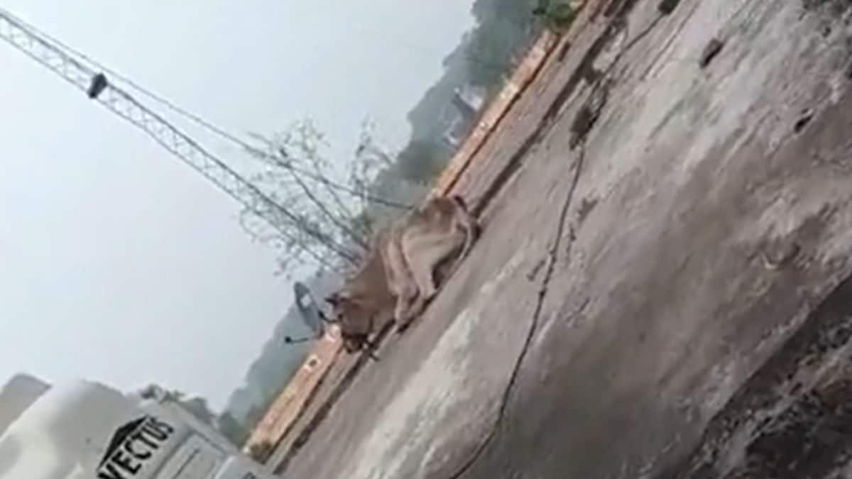 Viral Video: Bull Climbs onto Police Outpost Roof in Uttar Pradesh ...