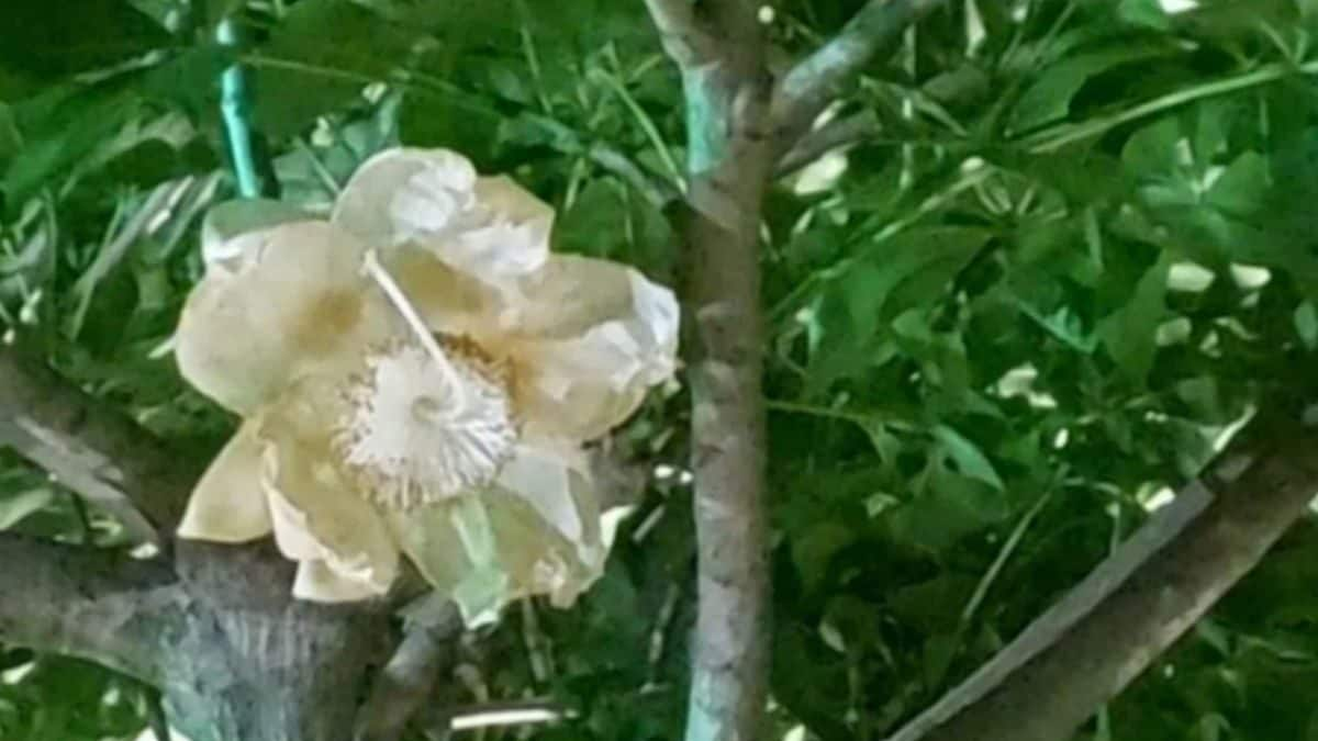 In Lucknow, Unseasonal Parijat Flowers At Ancient Hanuman Temple Draw Crowds