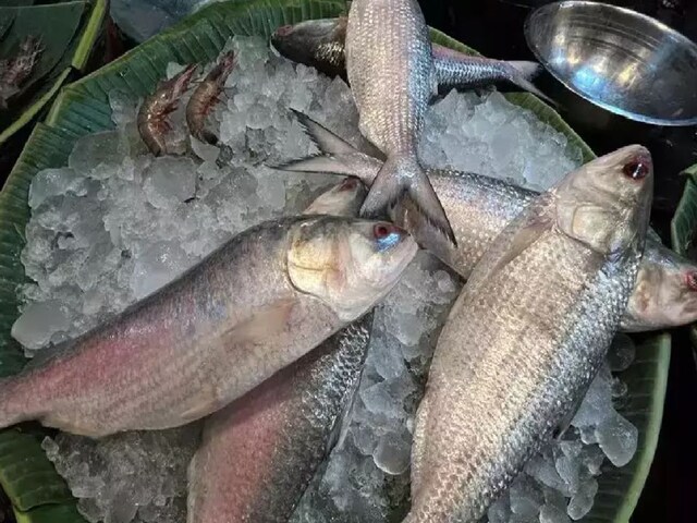 Chandana Hilsa has less than 30 thoracic spines.