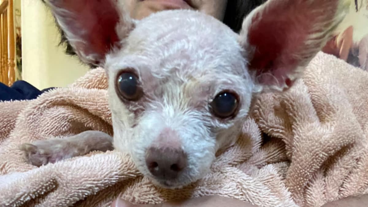After 9 Years Of Search, Woman Reunites With Lost Pet Dog