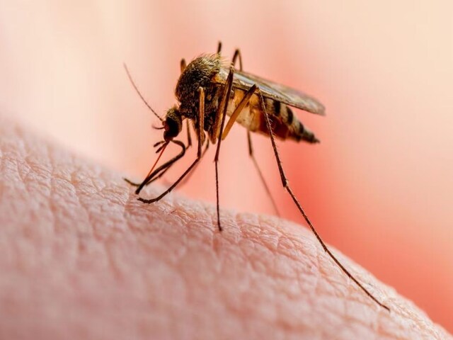 Maharashtra has so far reported 34 Zika cases, with Pune district being the worst hit with 28 cases as of July 19. The state government is actively trying to contain the outbreak.