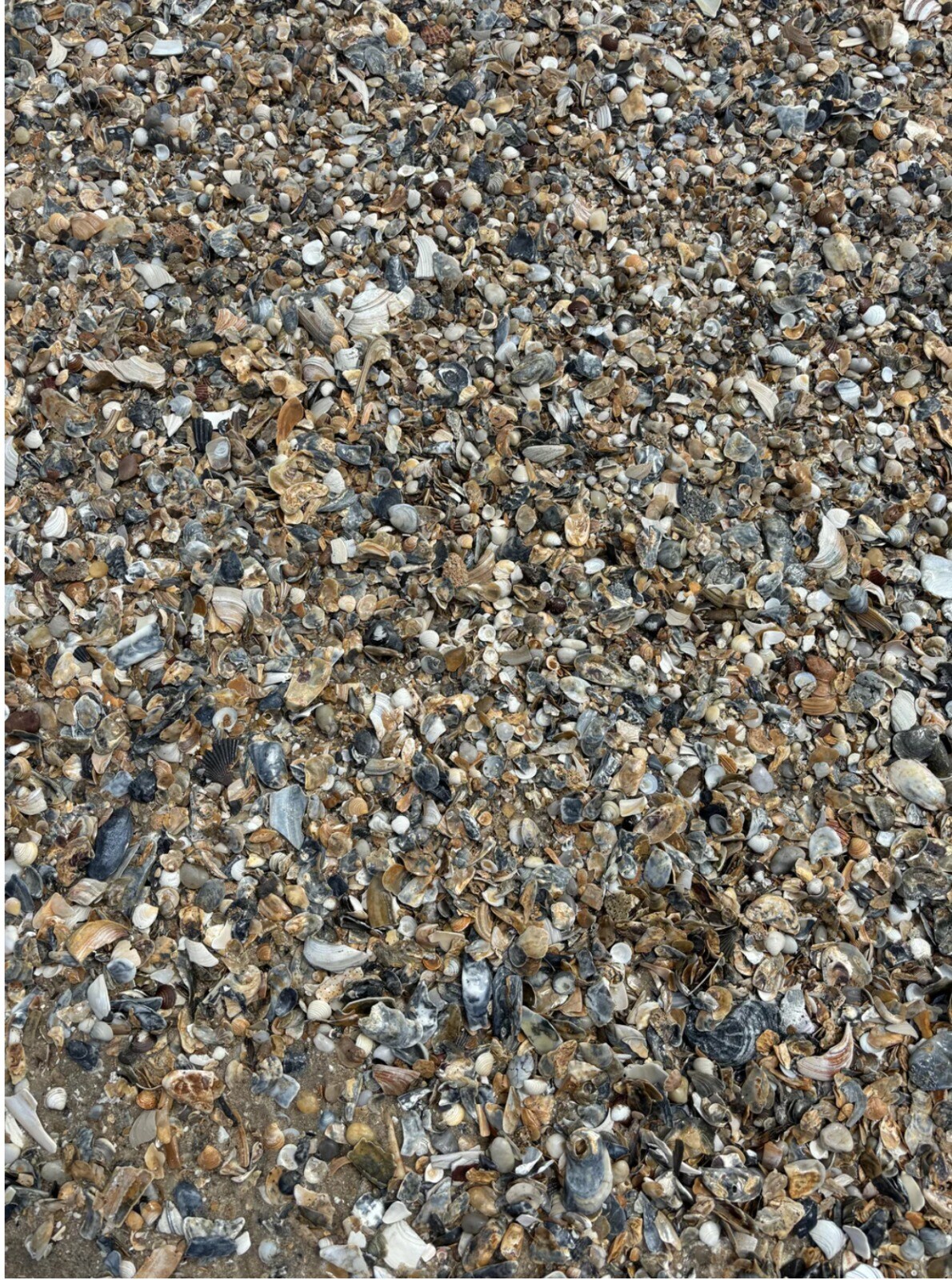Spoot Shell Spot The Ring Among The Sea Shells. Take As Much Time As Want | Viral ...