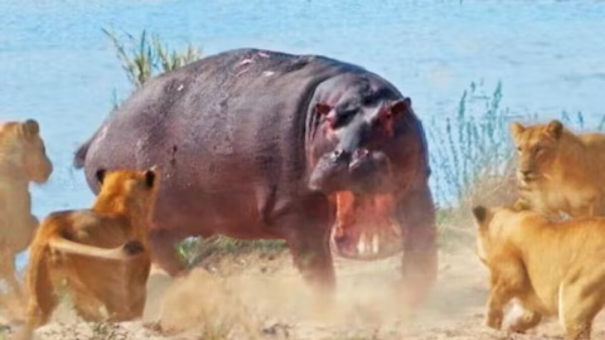 Hippopotamus Charges At A Pride Of Lionesses, What Unfolds Next Is Absolute Chaos