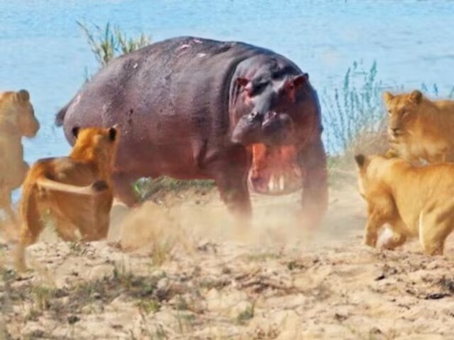 Hippopotamus Charges At A Pride Of Lionesses, What Unfolds Next Is Absolute Chaos - News18