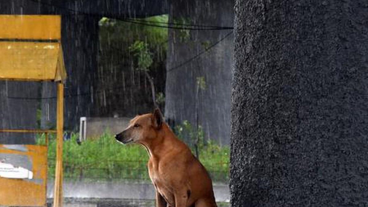 Saving Lives, One Shelter at a Time: Safe Havens For Stray Animals Bring Hope During Monsoon – News18