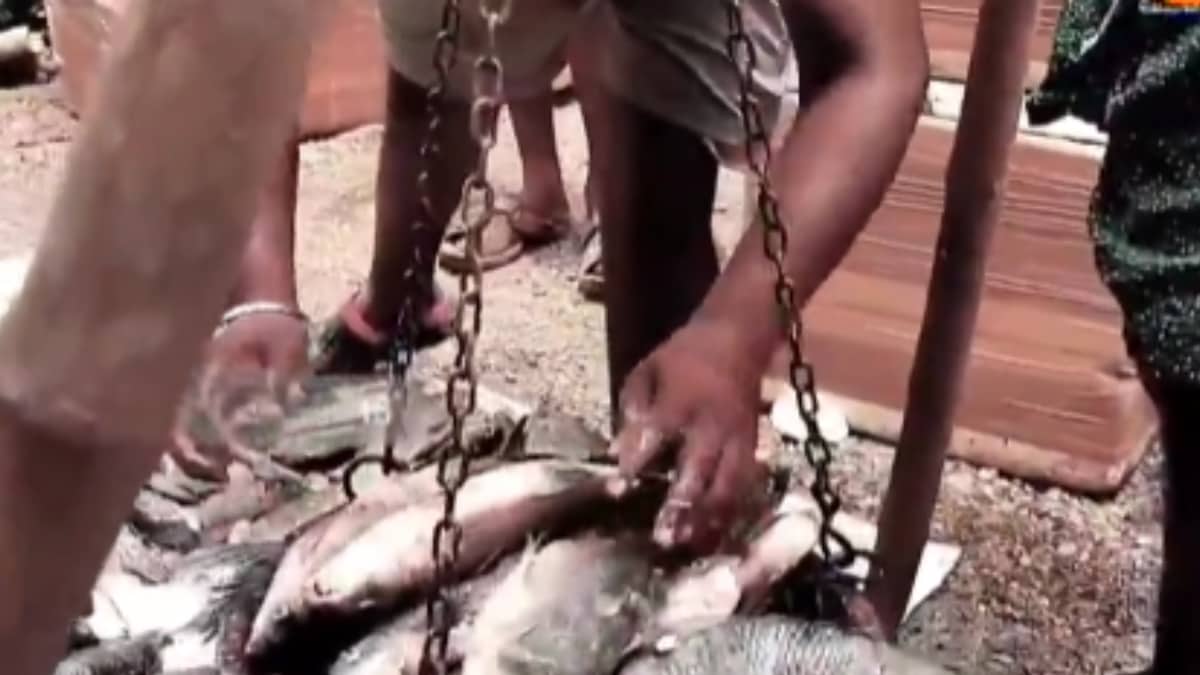 In Andhra Pradesh's Pothireddypadu, Rich Fish Variety Attracts Buyers ...