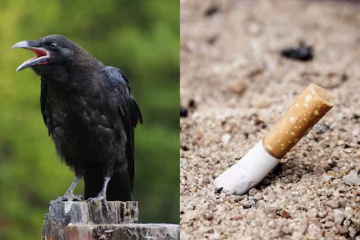 crows picking up cigarettes In Sweden, Are Learning to Pick and Dispose of Cigarette Butts Properly Sweden trains crows to pick