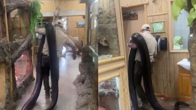Video Of Man Carrying A Giant Python On His Shoulder Viral - News18