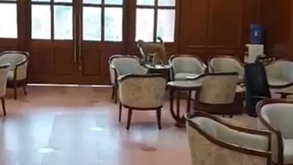 देखें: ताजा संसद भवन में MP फ़ोयर के भीतर कुर्सी पर बैठा बंदर