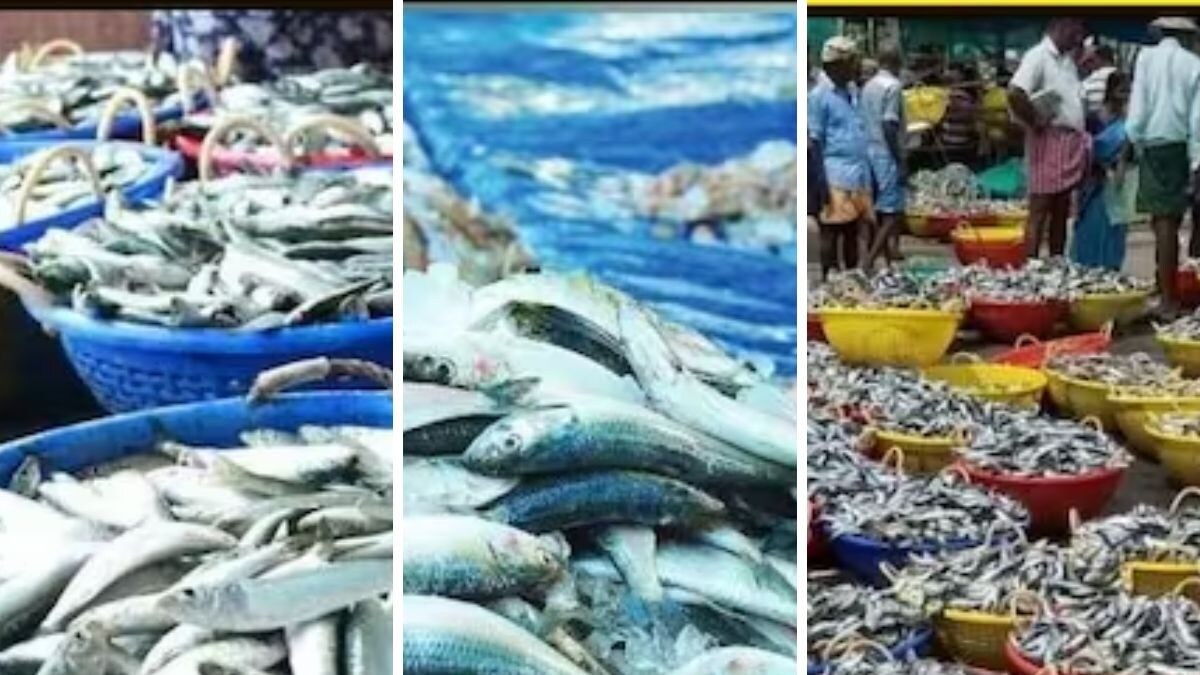 Karnataka Fishermen See Surge In Sardine Catches Amid Reduced Rainfall – News18 Karnataka Fishermen See Surge In Sardine Catches Amid Reduced Rainfall – News18
