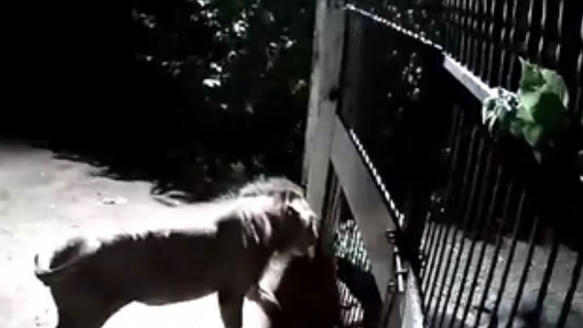 Lions Vs Dogs: Only Gate Separating Them, Gujarat Video Showing Faceoff Goes Viral | WATCH