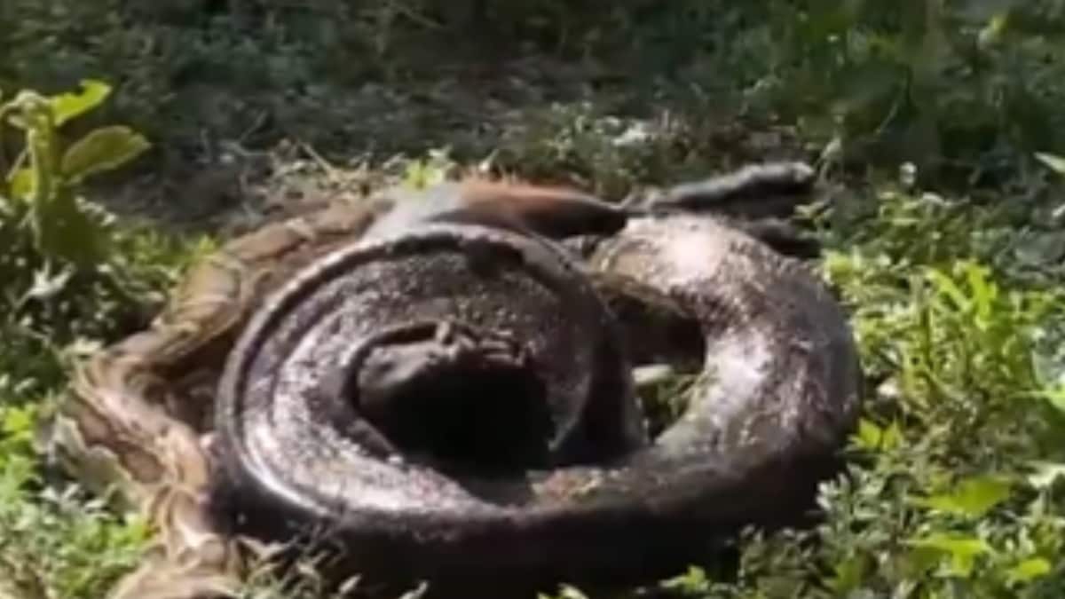 This Video Of A Huge Python Attacking A Goat Will Send Chills Down Your ...