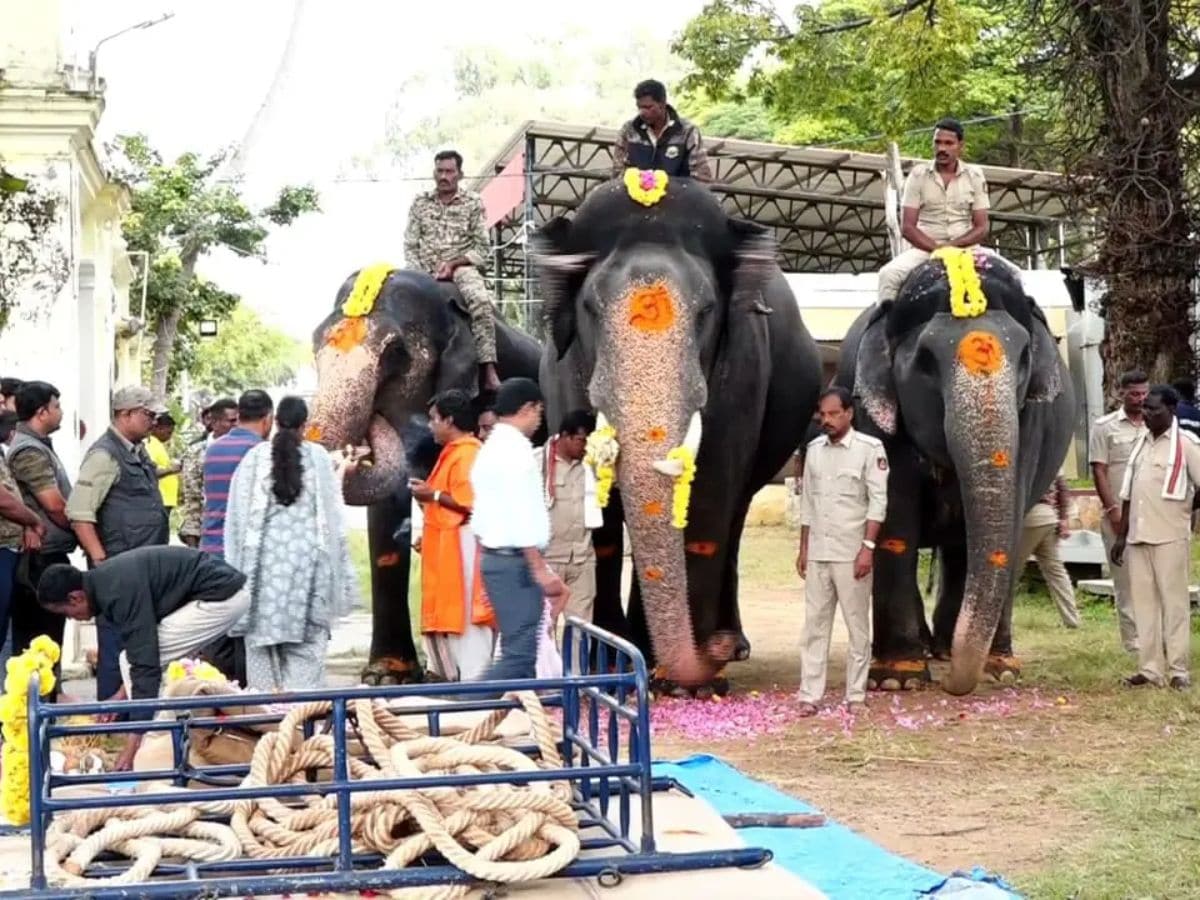 Mysuru Dasara 2024: Weight-bearing Training For Elephant Abhimanyu Starts |  India News - News18