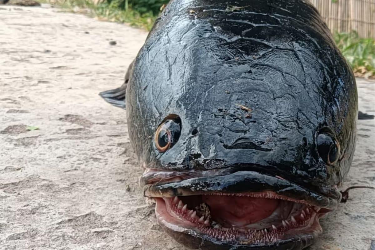 In West Bengal's Malda, Fisherman Catches Giant-sized Rare