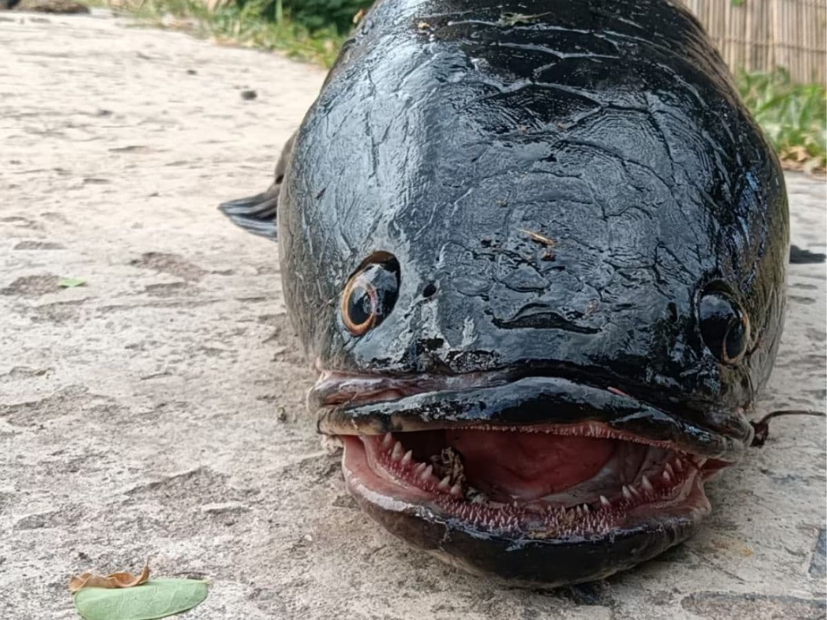 In West Bengal's Malda, Fisherman Catches Giant-Sized Rare