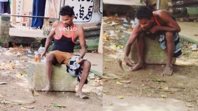 During the rainy season, the snakes come out in large numbers.