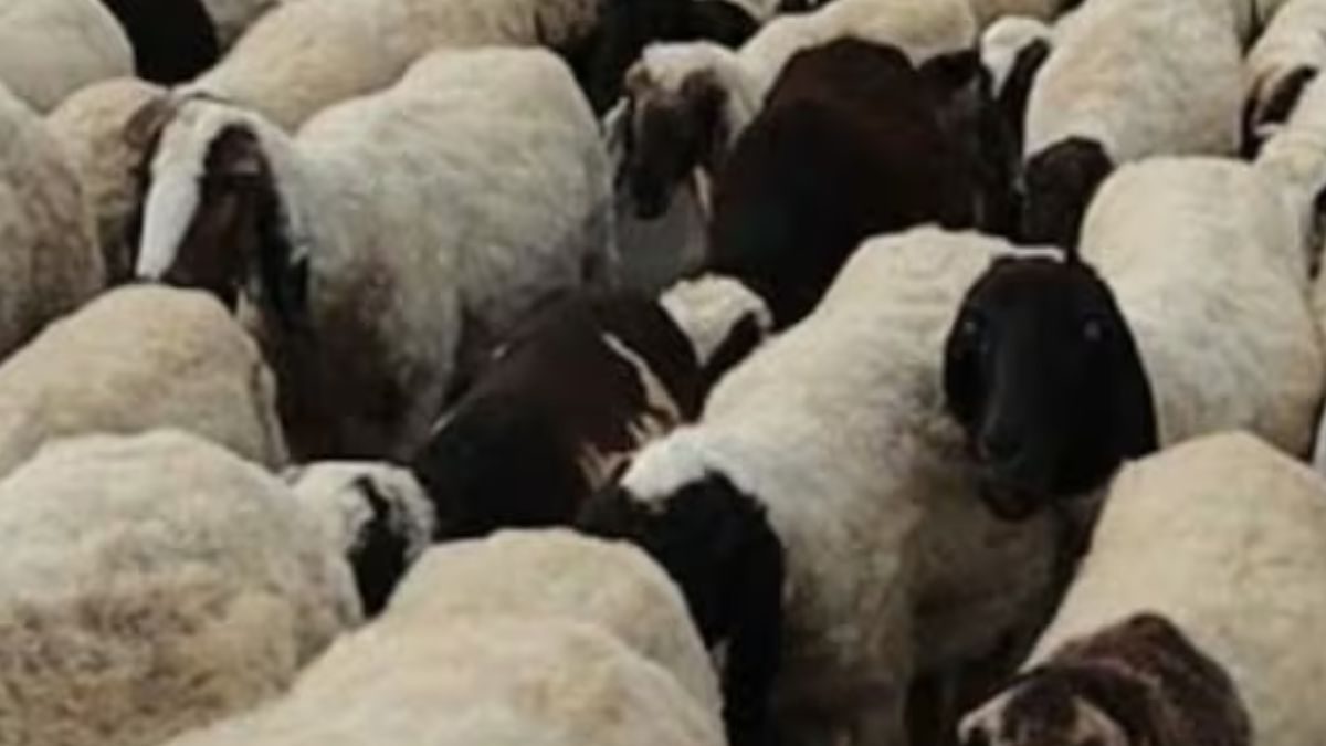 Formed Sheep SIT Formed To Search For A Stolen Sheep In Jaipur | Viral News - News18