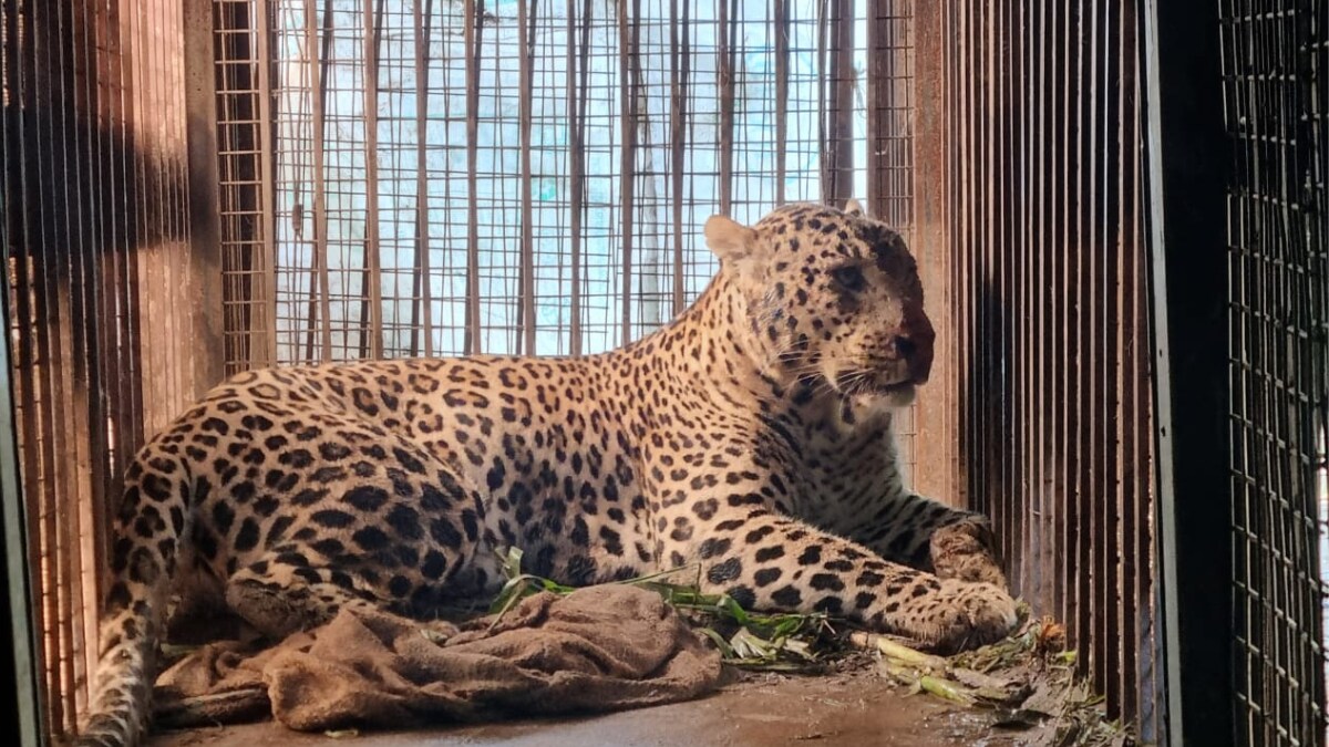 'Nazar Lag Gayi': Man-Eater Leopards Give Sleepless Nights To Villagers in UP's Bijnor, Kill 25 In Over A Year